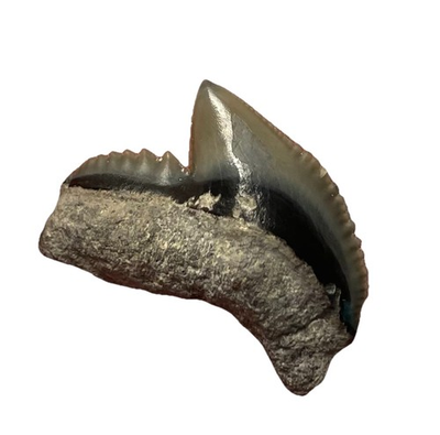 #ad Tiger Shark Tooth Fossil Venice Beach Florida $18.17