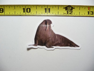 PACIFIC WALRUS SMALL STICKER DECAL WILDLIFE PRESERVE NATURE ANIMAL