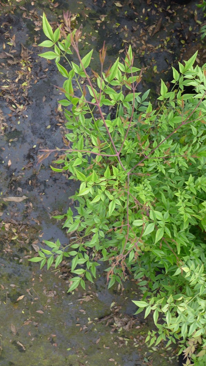 Himmelsbambus "Heiliger Bambus" Nandina domestica ca60-.80 cm winterhart |  eBay.de