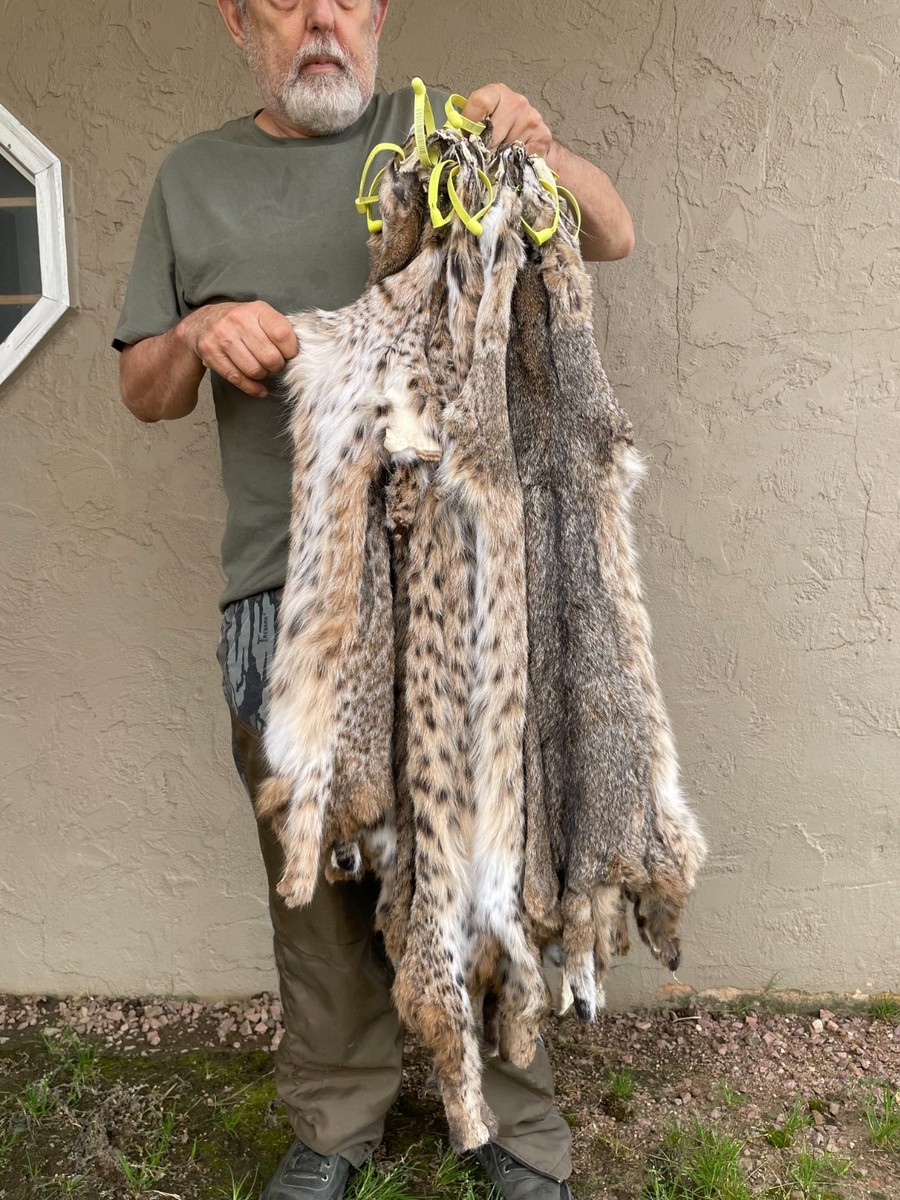 Tanned Bobcat pelt, Beautiful with spots, fur, mancave, sewing BC