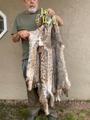 Tanned Bobcat pelt, Beautiful with spots, fur, mancave, sewing BC