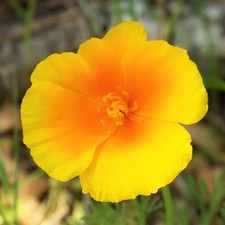 Golden West California Poppy Seeds - For 2026 Planting E. californica var.