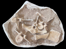 Quadruplets Plesiosaurus Vertebrae Fossil - Prehistoric Marine Reptile - Big Din