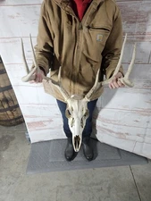 Wild 8 Point Whitetail Deer Antler Rack Horn Skull European Mount Man Cave 117"
