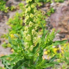 Reseda Luteola - 1000 Seeds - Dye plant Weld