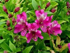 Preety Imported Double Alstroemeria Wine Shade Flower Bulbs Pack Of 2 Bulbs