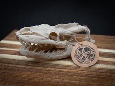 Life Size Python Skull Replica &ndash; Realistic 3D Printed Bone Model Display