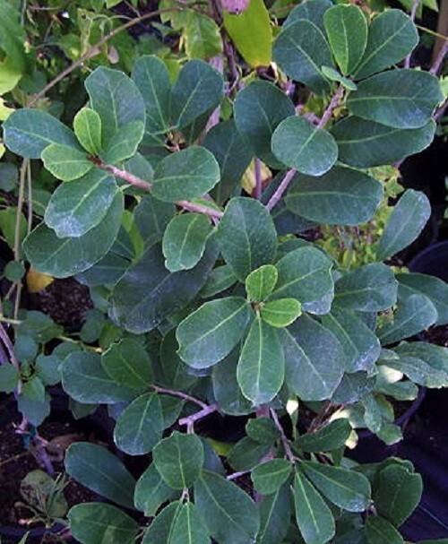 Ficus craterostoma figura bosque de hojas romas, figura estranguladora, 5 esquejes, sin raíces