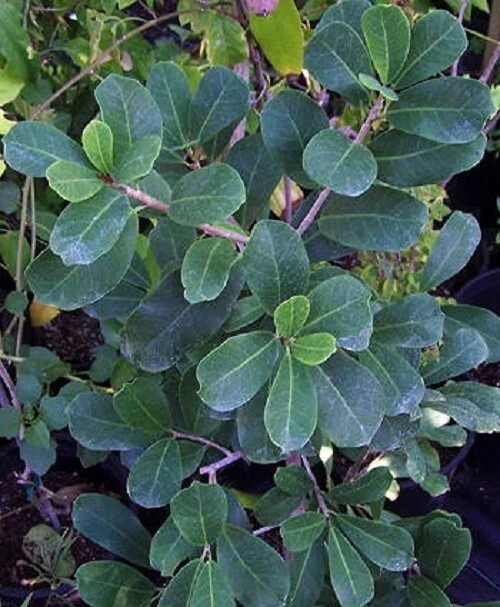 Ficus craterostoma Blunt-leaved Forest Fig, Strangler Fig, 5 cuttings, no roots