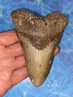 MEGALODON SHARK TOOTH 4.36” HUGE TEETH MEG SCUBA DIVER DIRECT FOSSIL NC 0970