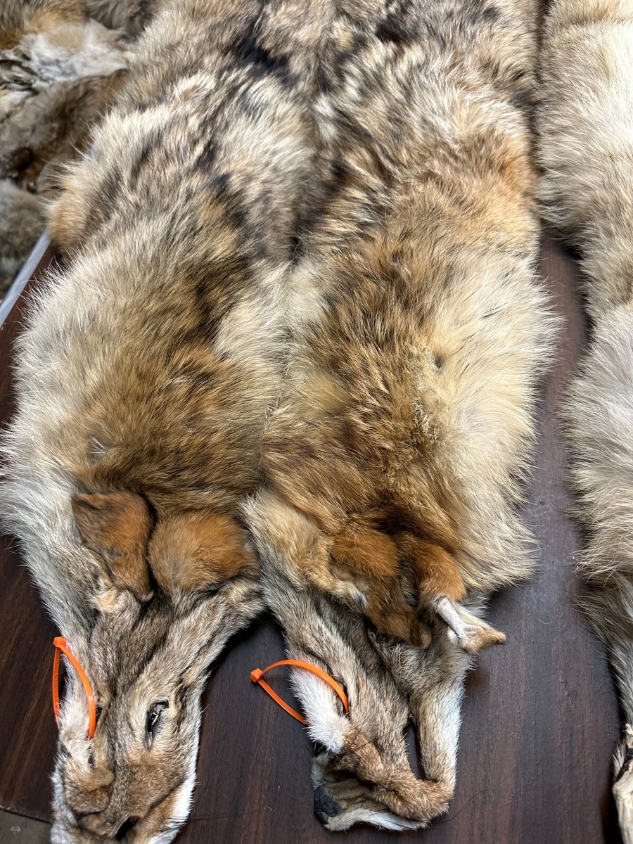 What Does Coyote Fur Look Like