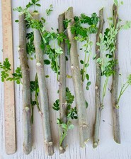 Moringa Oleifera Cuttings Miracle Mothers Tre...