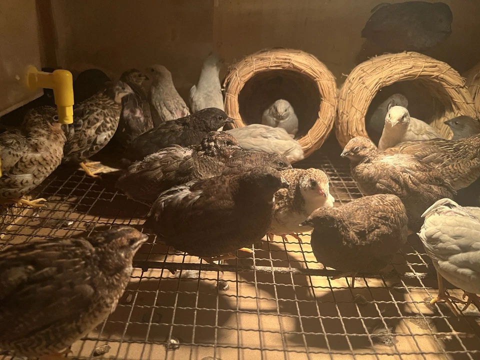 Huevos de escotilla de codorniz botón AAF 12+3 extra Foto 4 de 4