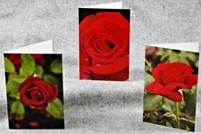 Summer Roses Red Roses Set of 3 Blank Photo Notecards