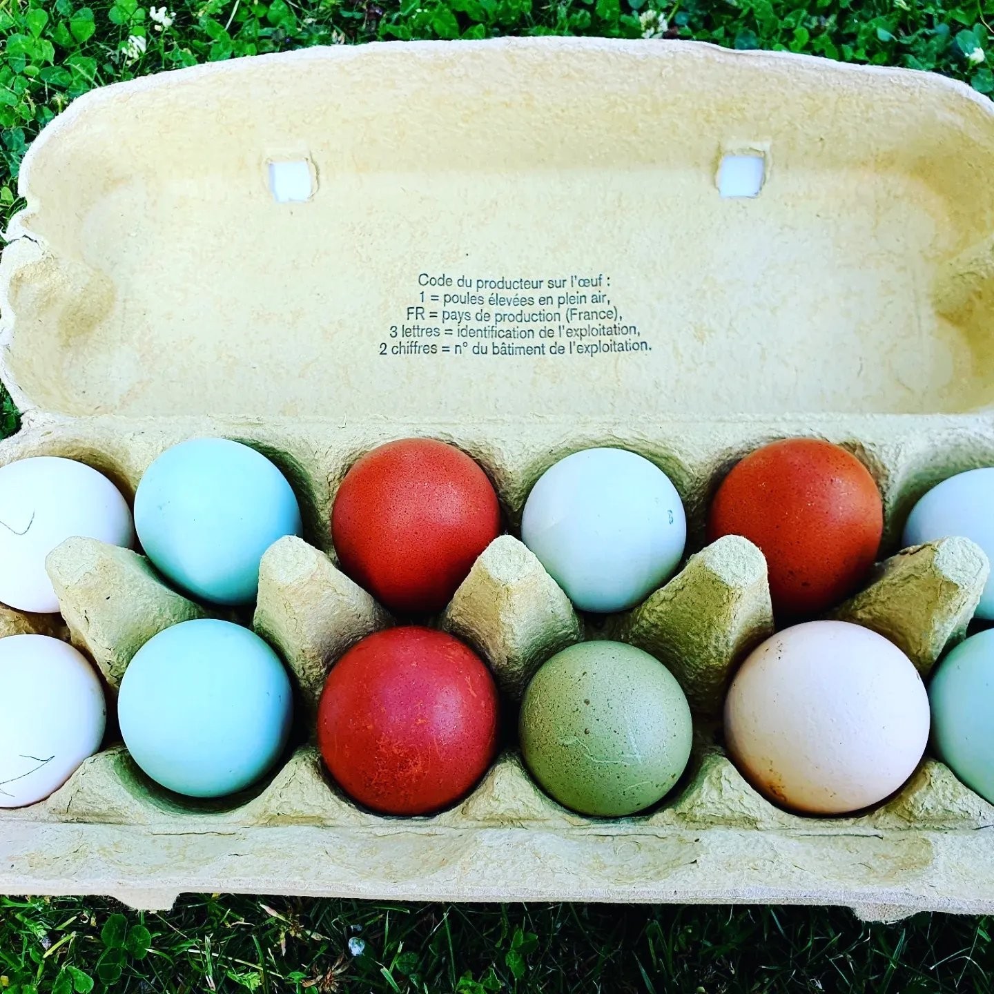 Oeufs Fecondes a Couver Easter Egger et Poule Azur pour Basse-Cour