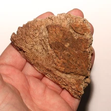 Triceratops Frill Thick Veins Dinosaur Fossil - Hell Creek Formation Cretaceous
