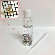 30+ Live Freshwater Amphipods Gammarus Scuds Culture 5mm Size - USA Tank Bred