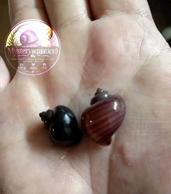(True) Purple Mystery Snails X 2 - Live Snails - Live Arrival Guarantee