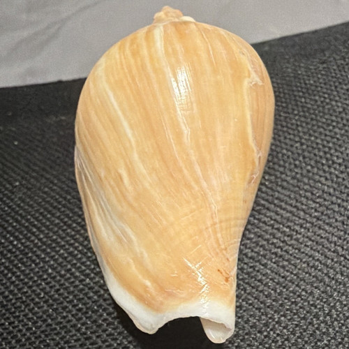 Natural Strombus Conch Sea Shell Specimen, Tan/White Spiral