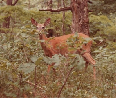 1980s Deer Wildlife Standing Among Trees Forest Nature Scenic