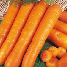 Organic Carrot Seeds Early Nantes 1000 Fresh Hardy Vegetable Seeds