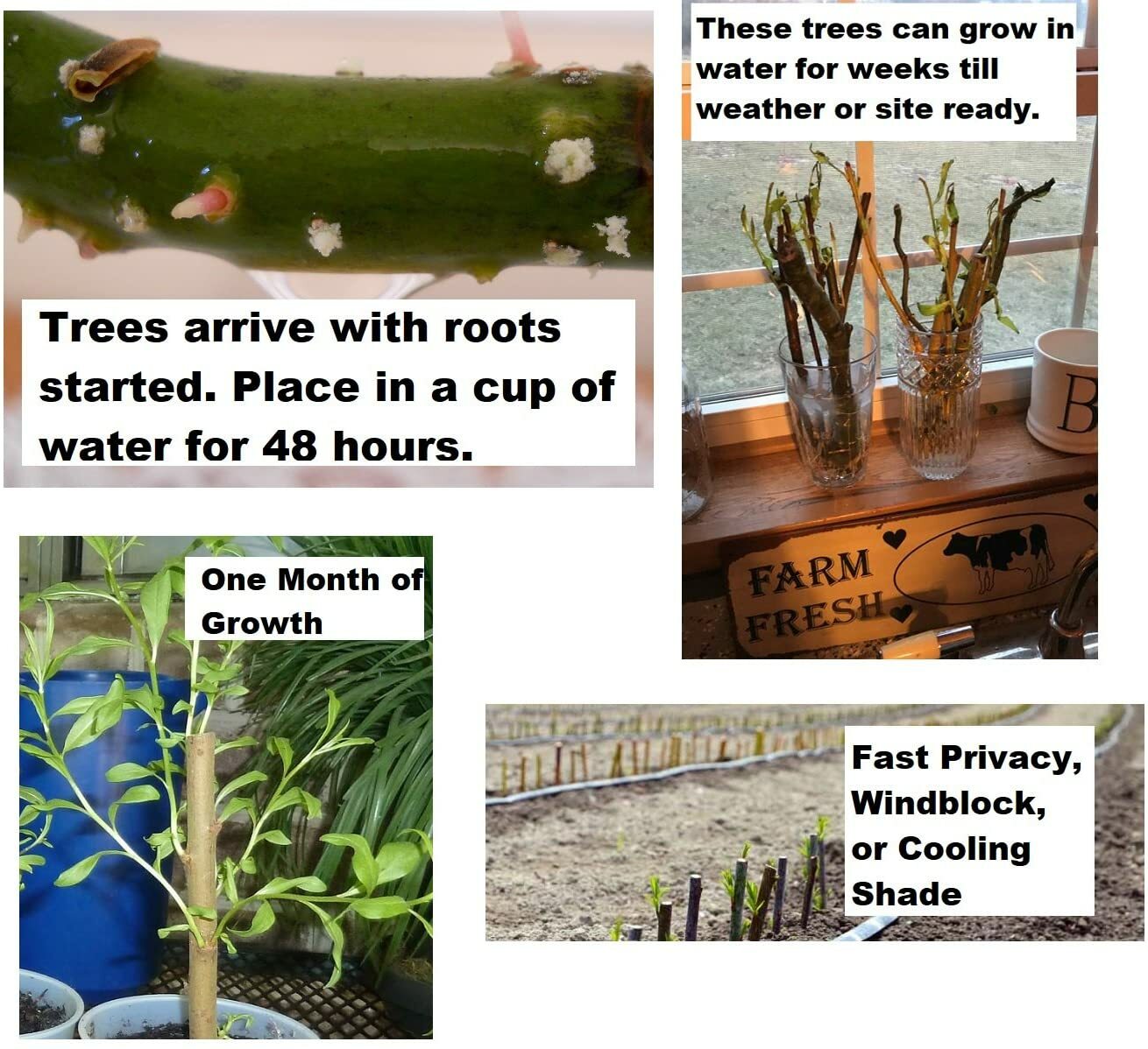 5 Willow Trees 2 Weeping Willow 2 Austree Hybrid Willow 1 Corkscrew