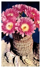 Southeastern AZ Arizona Blooming Rainbow Hedgehog Cactus Chrome Postcard