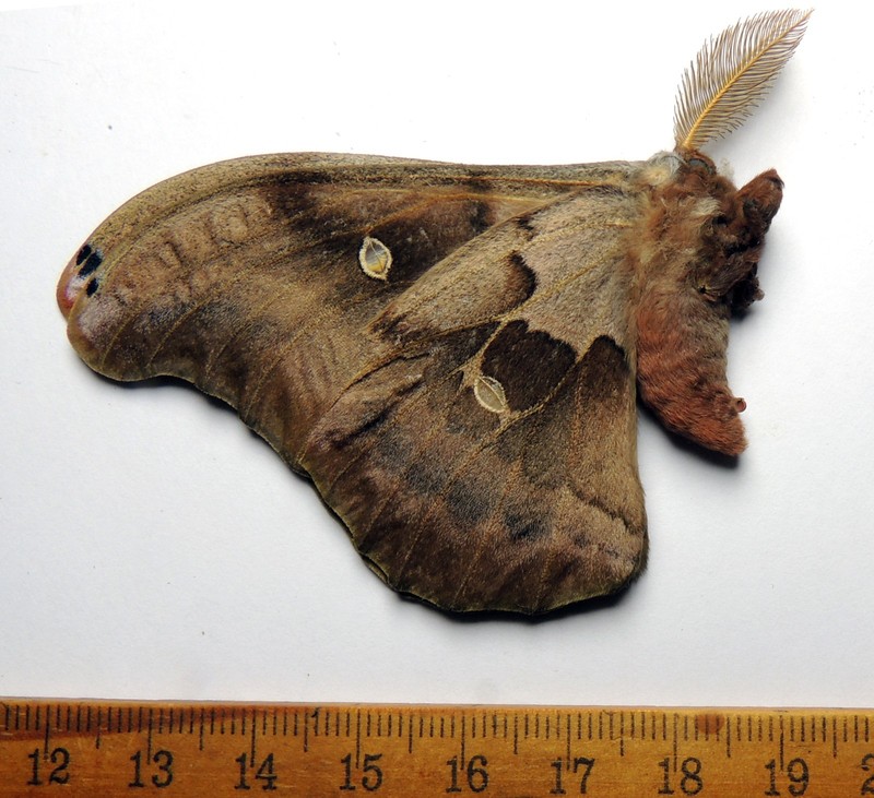 Antheraea polyphemus, male, DC; Saturniidae