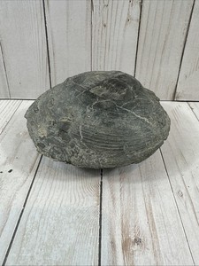 Large Fossilized Brachiopod- 1596g