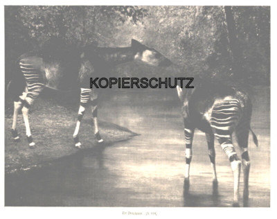 ''An Okapi Pair'' Okapi Original Phototype from 1908
