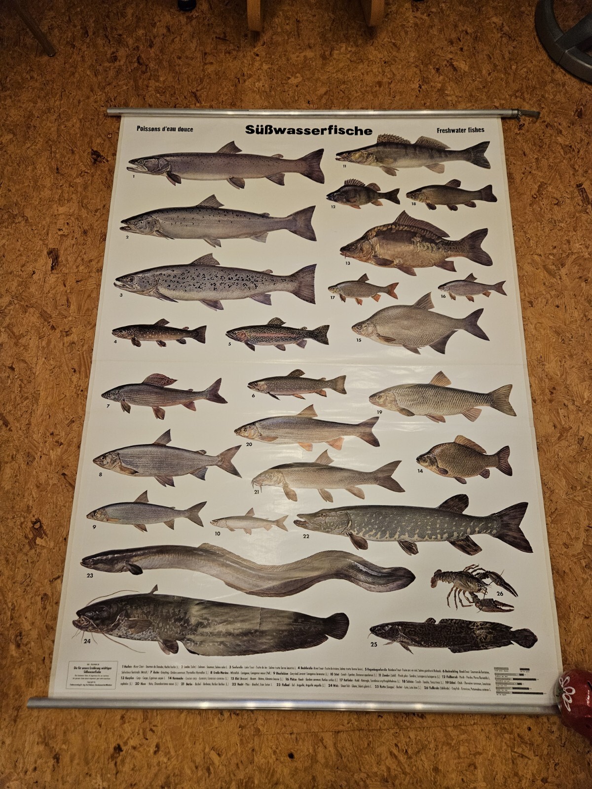 Vintage Schulwandkarte Süßwasserfische Fische Karte Fischkarte