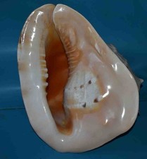 SEASHELL - SHELLS - CASSIDAE - GIANT HORNED BLACKCURRANT - 327mm