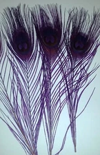 Nimrod's Tackle 6 DYED OVER BLEACHED PEACOCK EYE FEATHERS Fly Tying Feathers