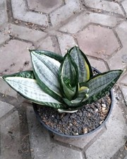Sansevieria Trifasciata Silver Zebra Rare Uniqe Snake Plant