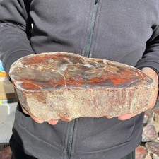 7.1lb Rare Natural petrified wood rough Wood fossil mineral specimen healing
