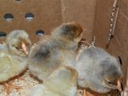 18 BLUE LACE RED WYANDOTTE FERTILE HATCHING EGGS — photo 6