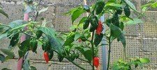 Naga Seed/Dorset Naga/Bangladeshi Kala Naga
