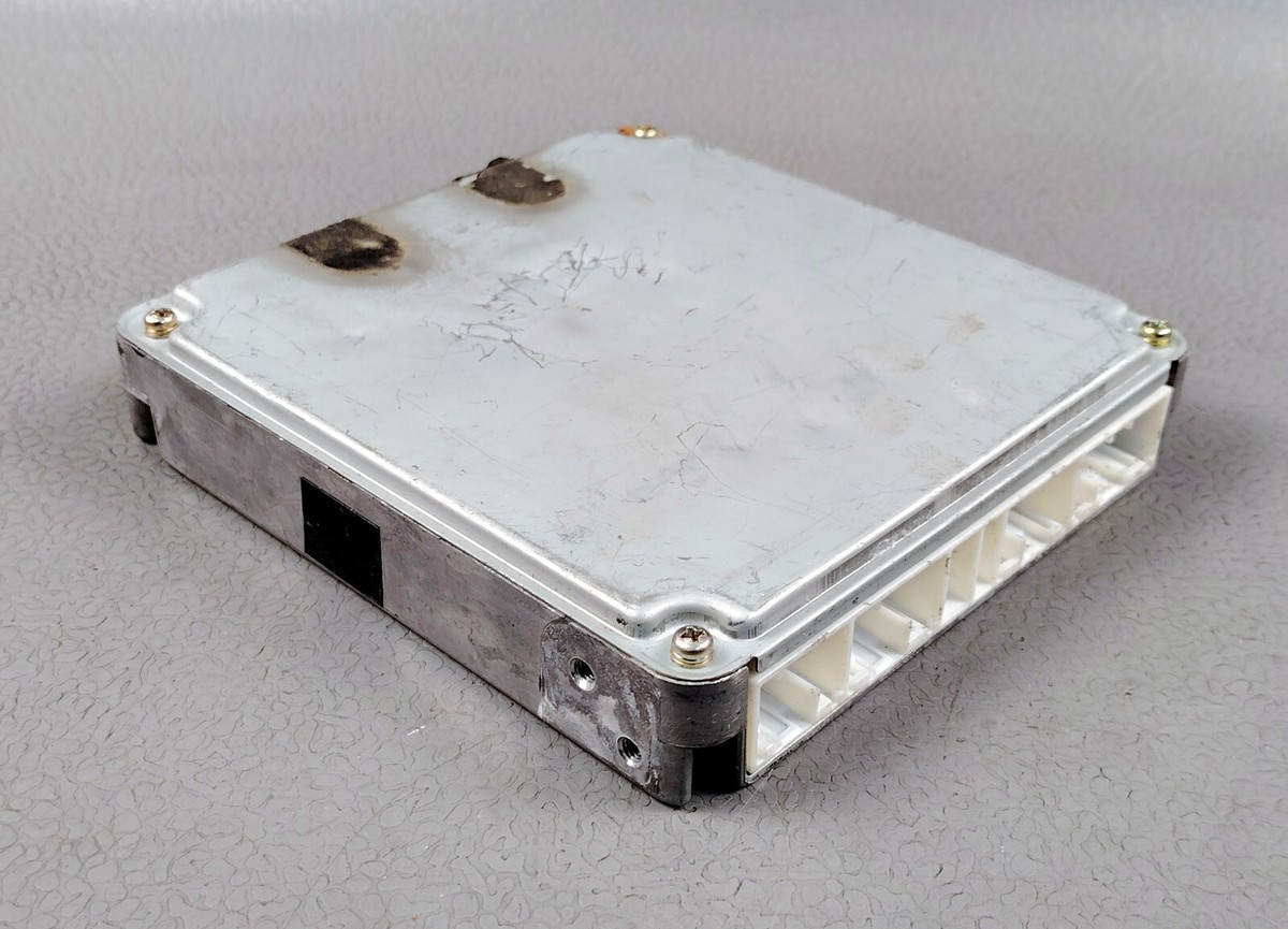 ソテツ　10 観葉植物 ソテツ 10号 アルファシリンダープランター 付き