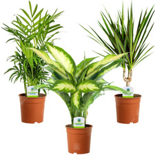 Indoor Plant Mix - 3 Plants - House / Office Live Potted Pot Plant Tree (Mix B)