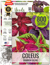 Seed Needs Coleus Seeds for Planting Rainbow Painted Nettle - 1 Pack,