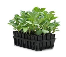 Tierra Garden 50-9000  Rootrainers Seed and Cutting Propagation Kit - Deep