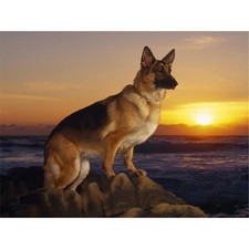 Zimal German Shepherd Diamond Painting Full Round 10 cm x 15 x 5 cm, White