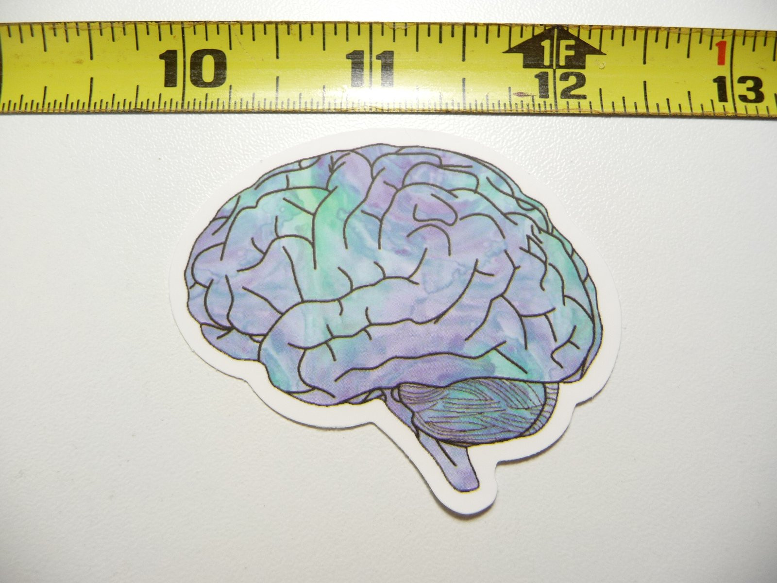 Vibrant Human Brain Decal Sticker for School Teachers and Professors
