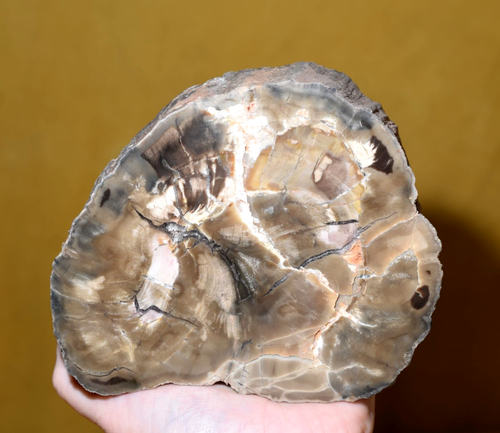 Polished Petrified Wood Slab Amazing Coloration Stands Upright For Display, Utah - Picture 8 of 24