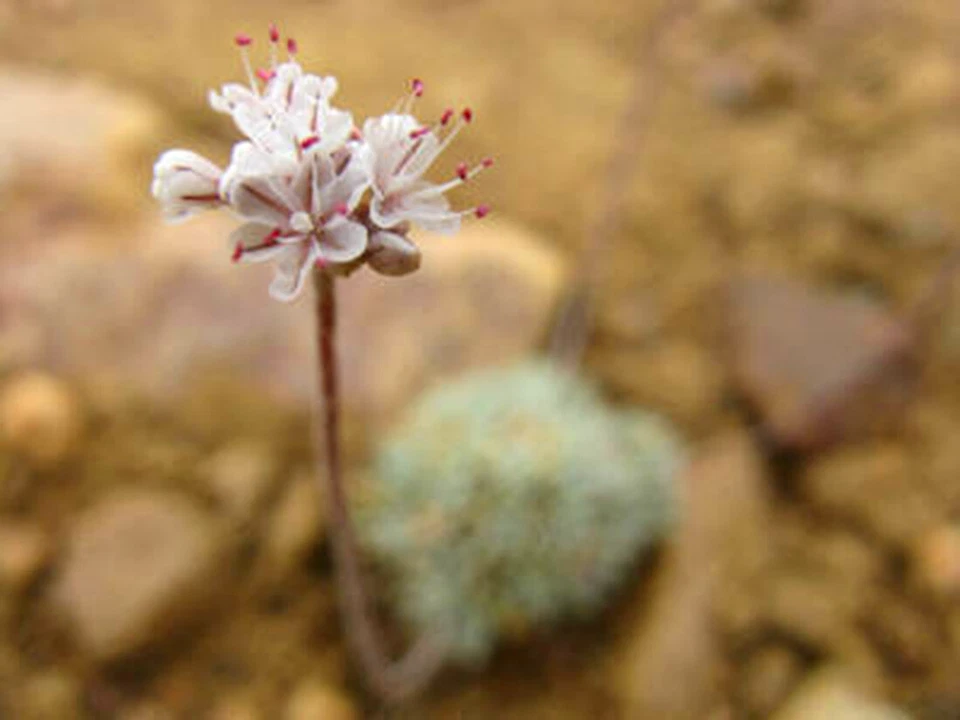 Certified USDA Organic Buckwheat Groats non-GMO, Vegan, Raw, Bulk Product of USA - Image 3 of 4