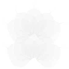 20 Pcs Skeleton Natural Tree Leaves for Craft Projects Scrapbooks and Cards