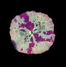 WYSIWYG Jawbreaker Mushroom Discosoma 1” – Live Saltwater Coral Frag