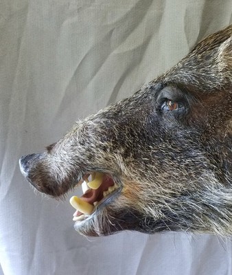 Wild  Russian  Hog mount   Ideal for Man-Cave or Lodge 