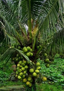 Dwarf Green Malayan seeds sprouted from From the Caribbean 2 seeds