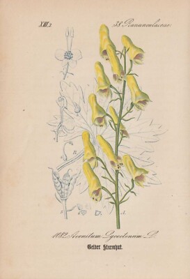 Wolfs-Eisenhut (Aconitum lycoctonum) Chromo-Lithographie von 1882 wolf's-bane